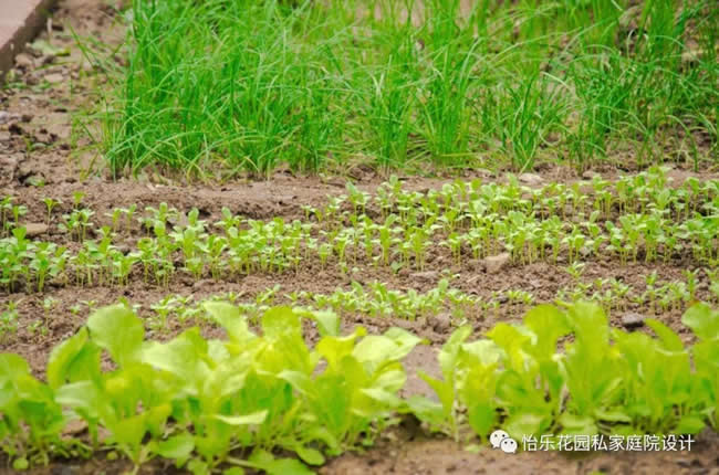 青島庭院設計分享客戶案例